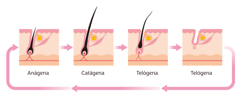 ciclo de crescimento do pelo